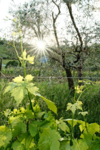 Toscana 2025