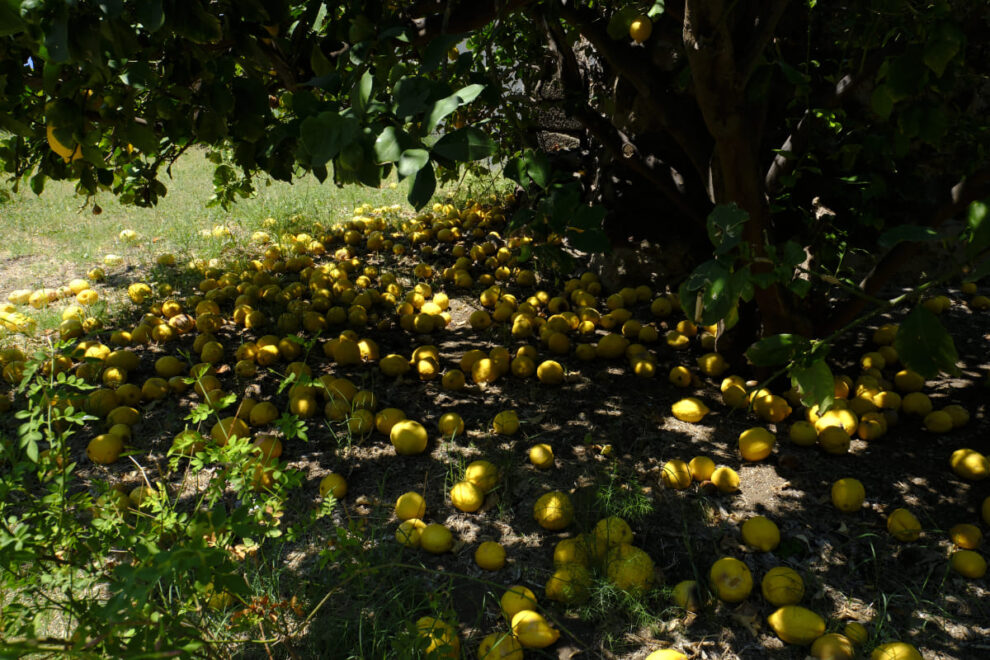 Salina 2025 © peter junker