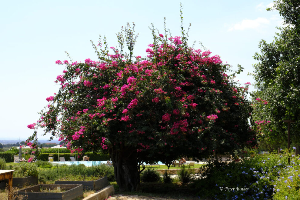 Tenuta Stoccatello © Peter Junker
