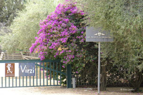 Spadafora © Peter Junker Spadafora © Peter Junker