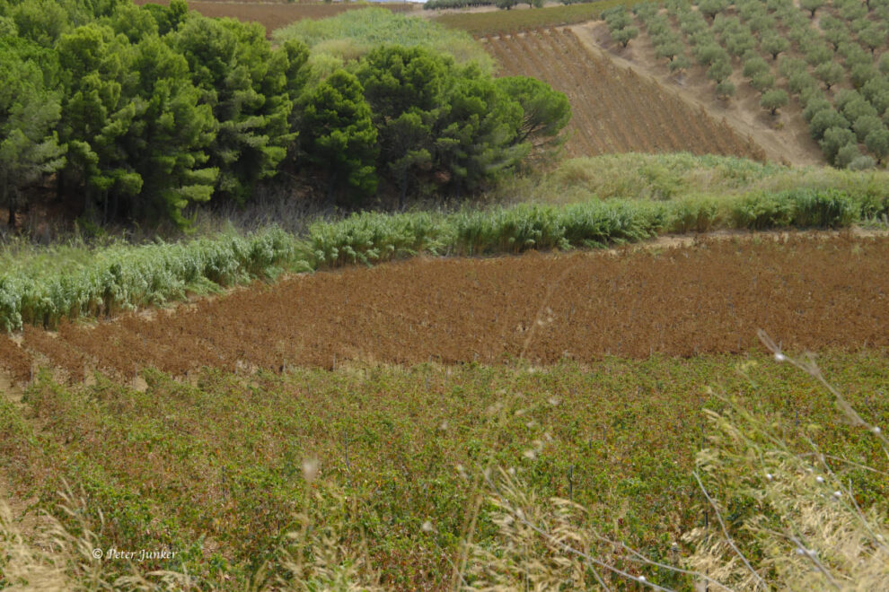 Spadafora © Peter Junker