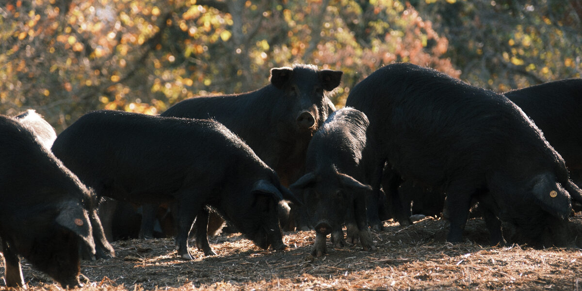 Agostino 2025 © Peter Junker