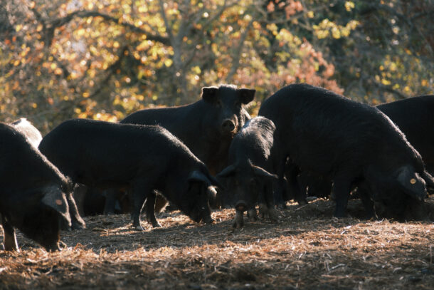 Agostino 2025 © Peter Junker