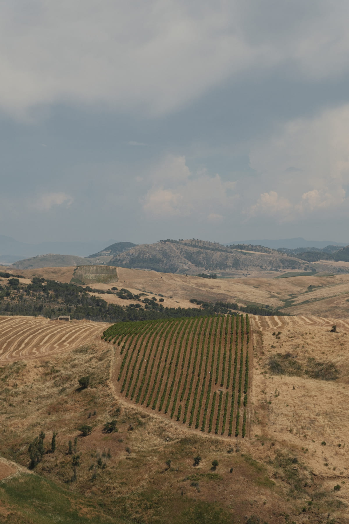 Brezza d'Estate, Reben im Hinterland