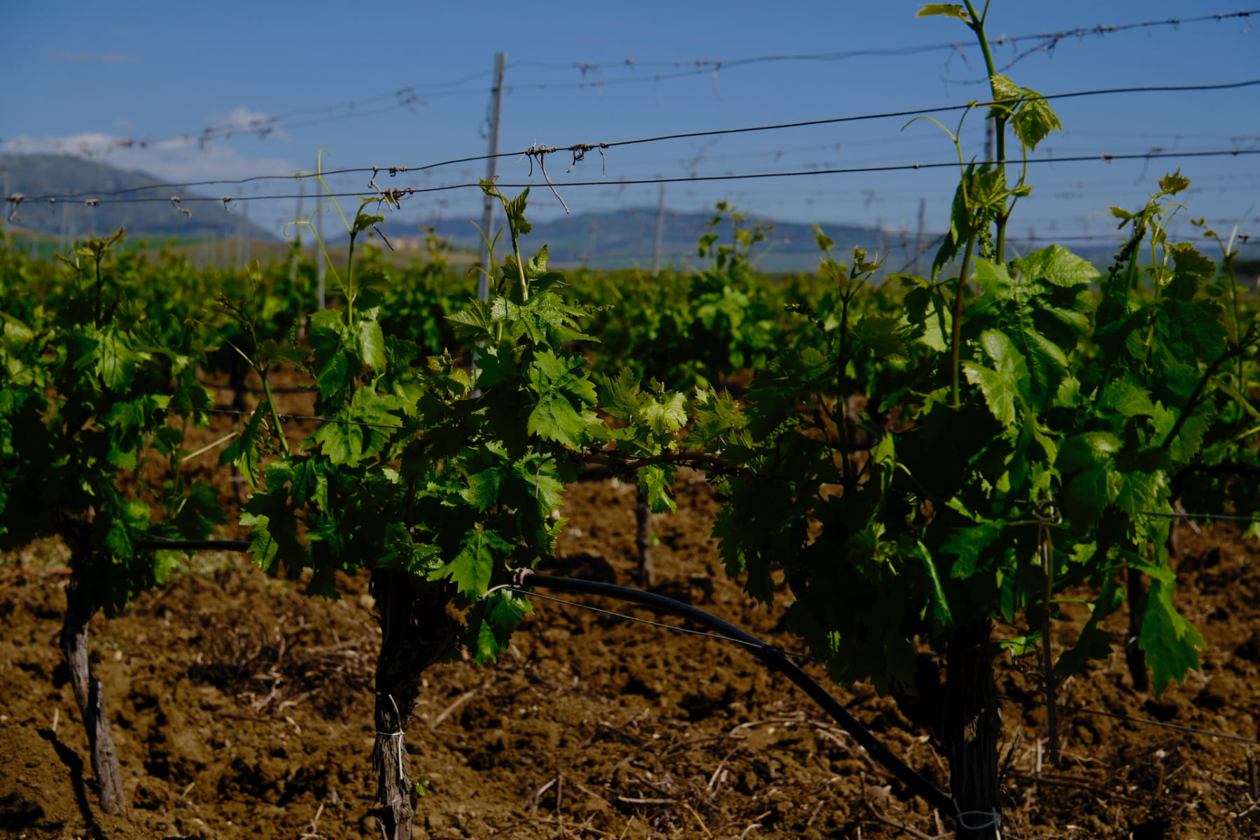 Di Legami Bioweingut © Siziliengeheimtipp 2026