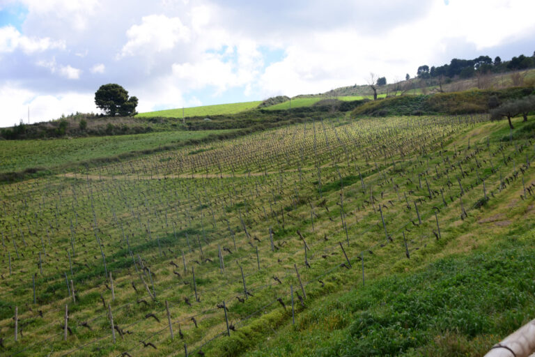 Di Prima Sambuca di Sicilia © Siziliengeheimtipp 2026